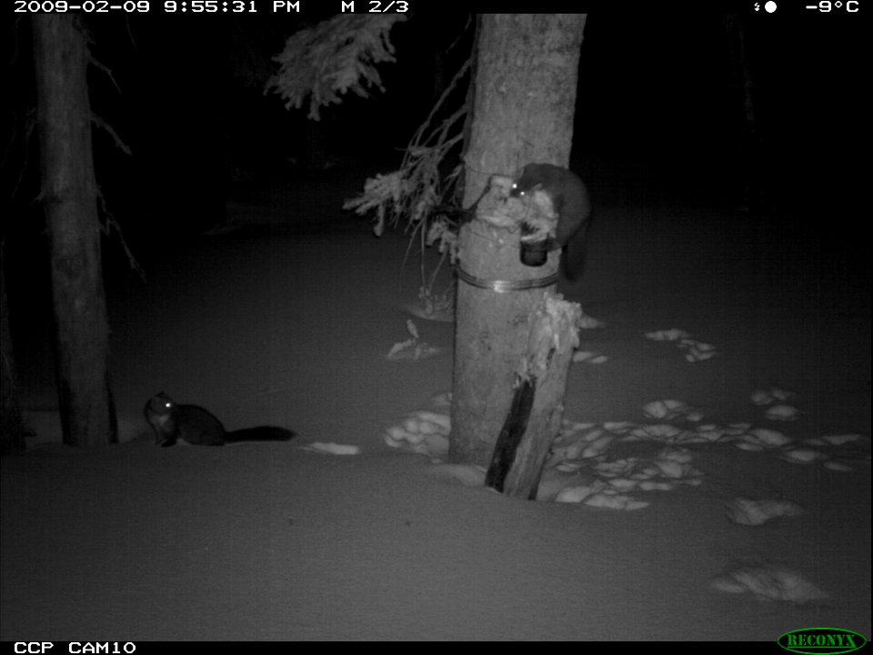 Weasels seen at night from game camera