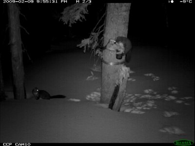 Weasels seen at night from game camera