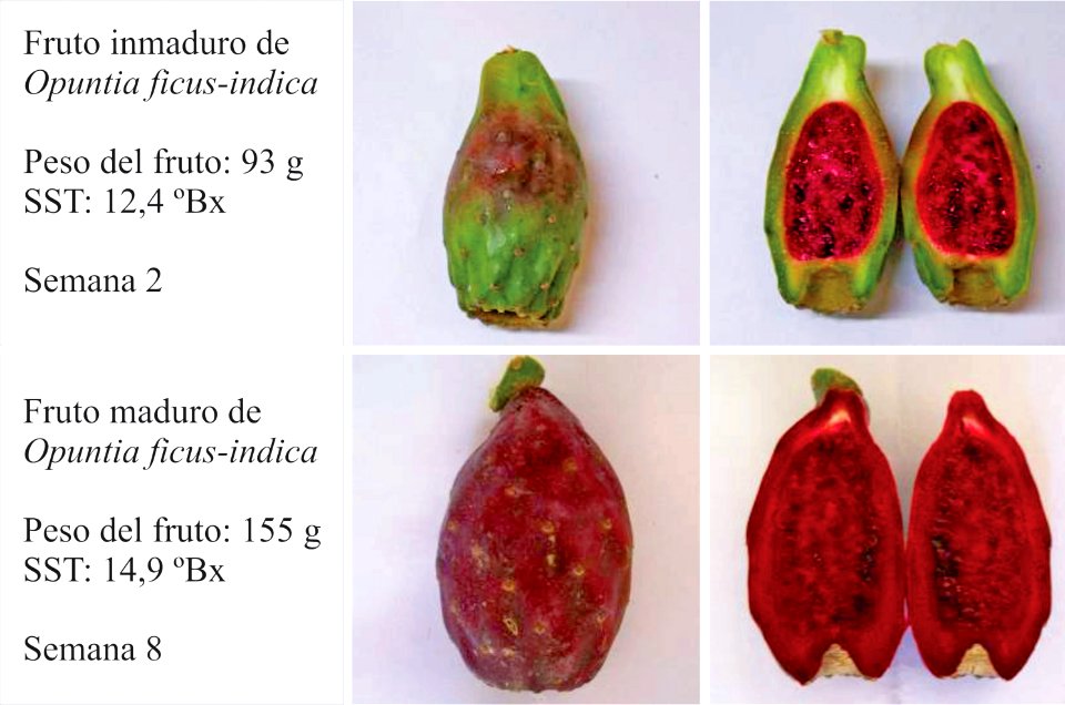 Fruto Opuntia ficus-indica Variación del color durante maduración