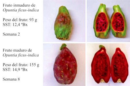 Fruto Opuntia ficus-indica Variación del color durante maduración