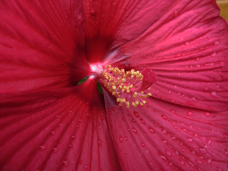 Petals botany flowering