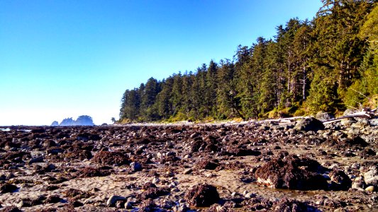 The rocky coastline of Olympic National Park at low tide photo