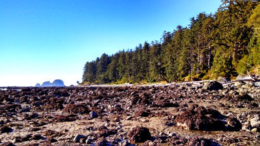 The rocky coastline of Olympic National Park at low tide