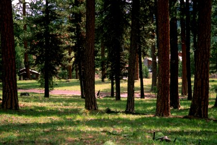 518 prescribed fire effects, Ochoco National Forest photo