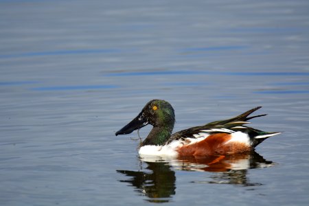 Canard souchet (Spatula clypeata)