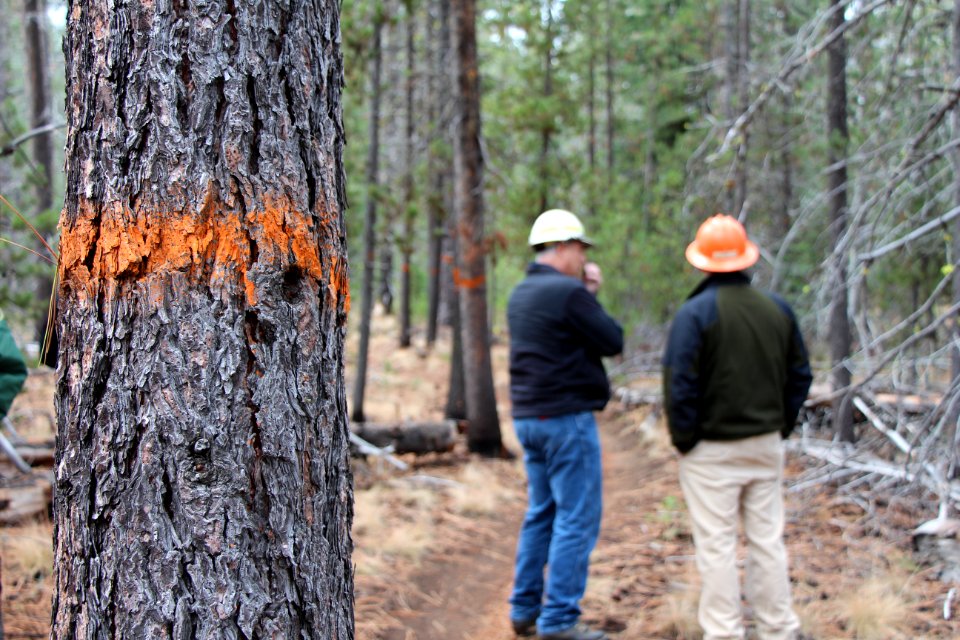 Greater La Pine Basin Cohesive Strategy Project