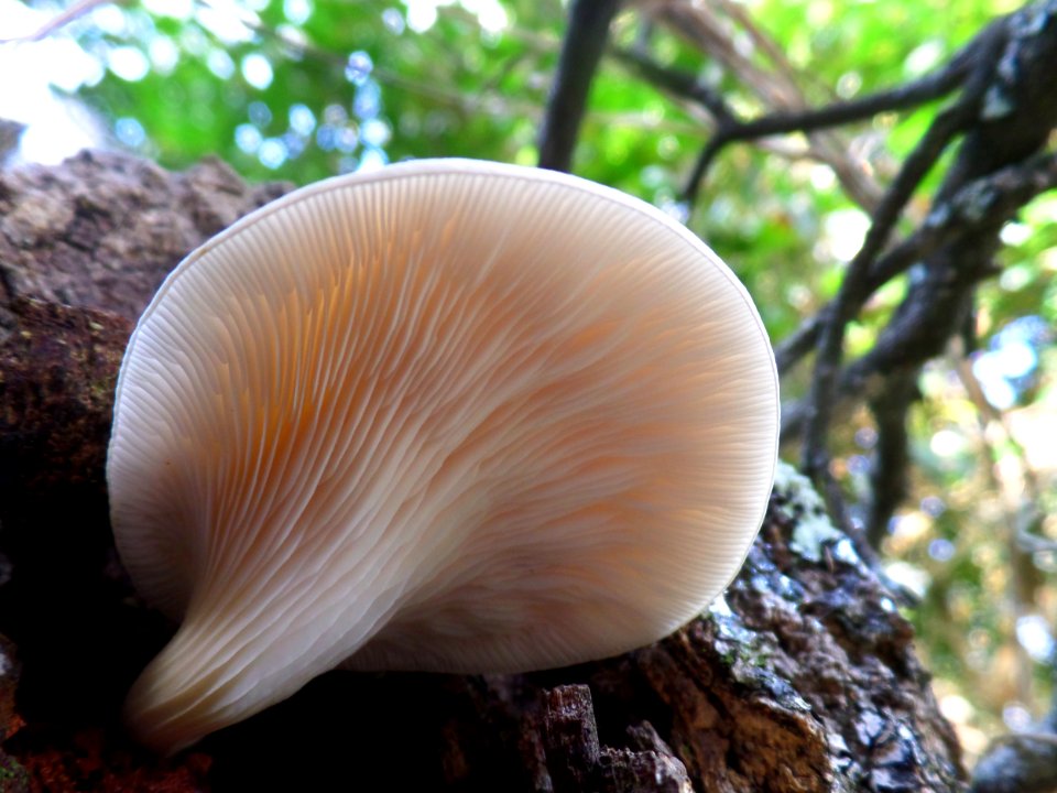 Delicate Underside