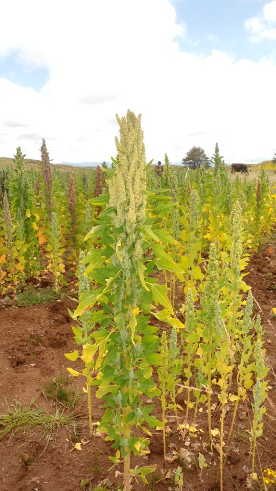 Plantas de quinua 2