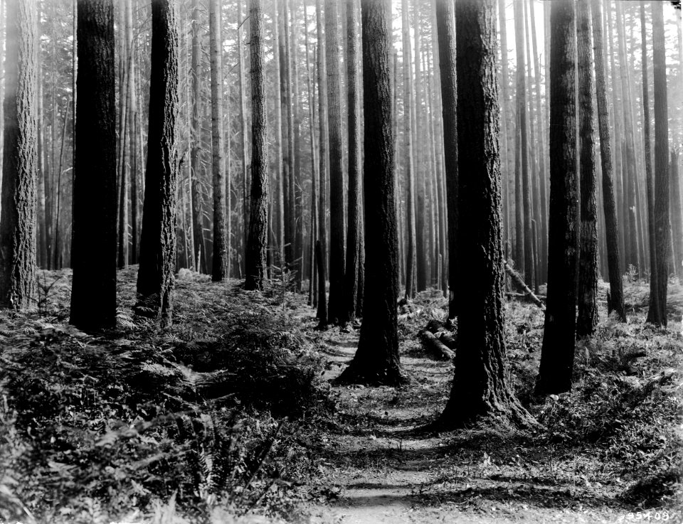 95409 Fire Line in Clackamas Co., Mt. Hood NF, 1911 OR