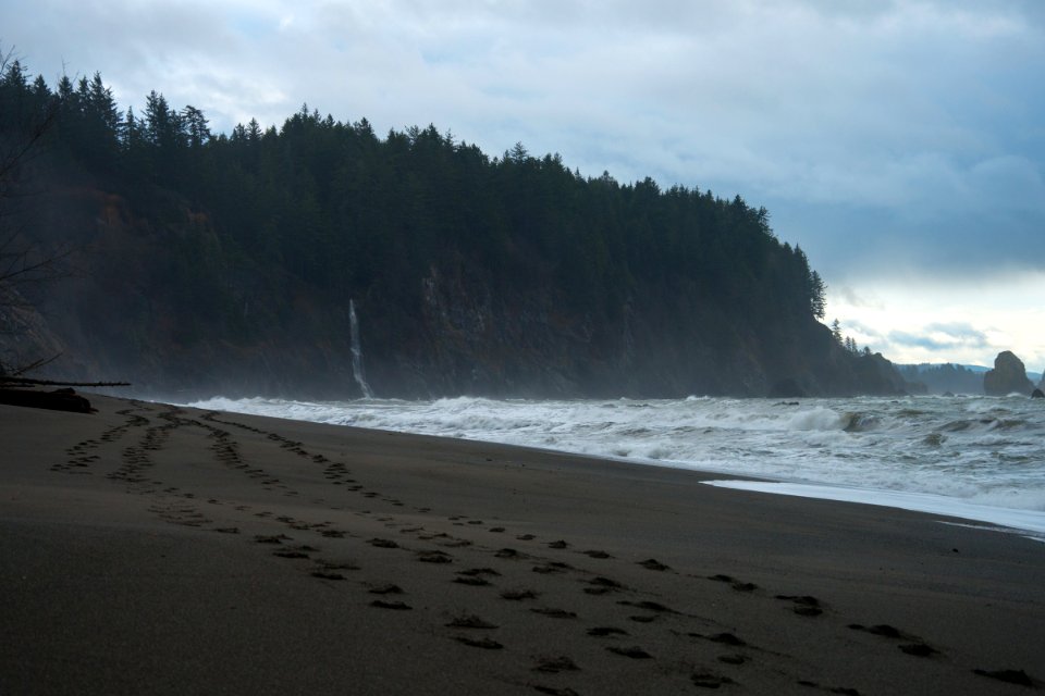 Footsteps on Third Beach, Olympic National Park