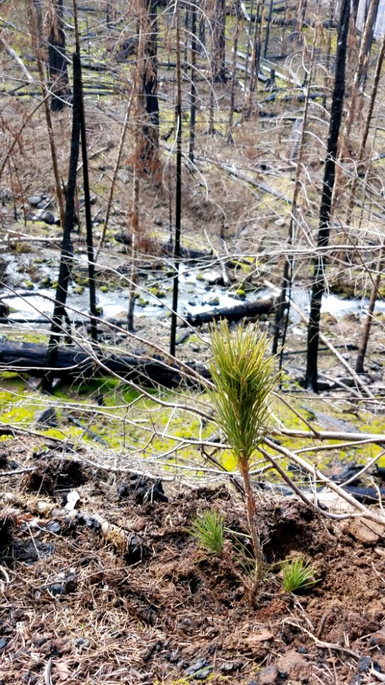Pine seedling waving at Wright Creek