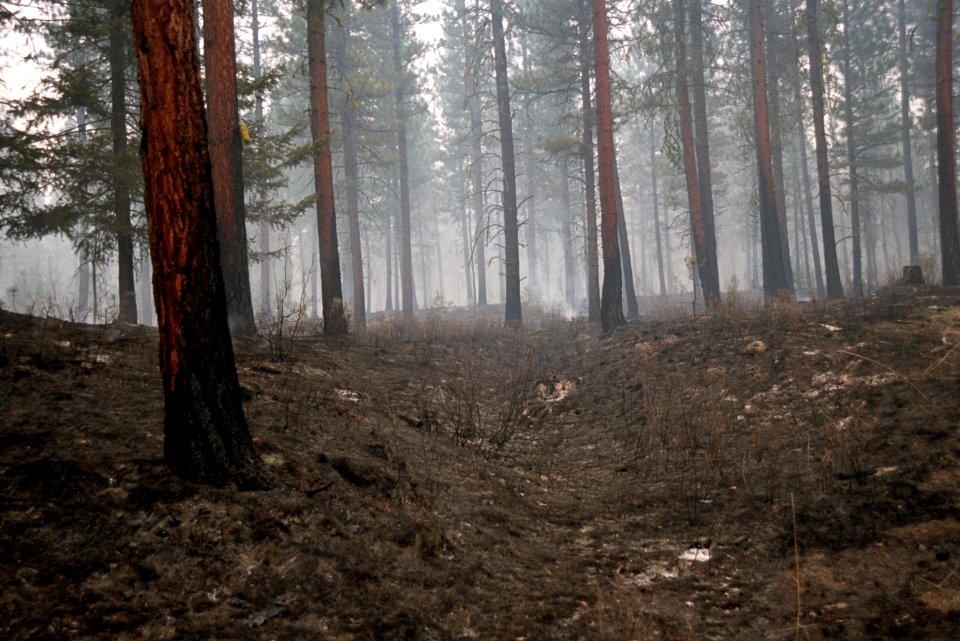 478 Prescribed fire, Okanogan-Wenatchee National Forest