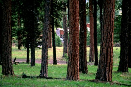 526 prescribed fire effects, Ochoco National Forest