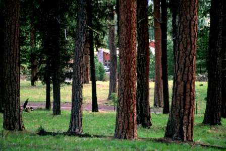 526 prescribed fire effects, Ochoco National Forest photo