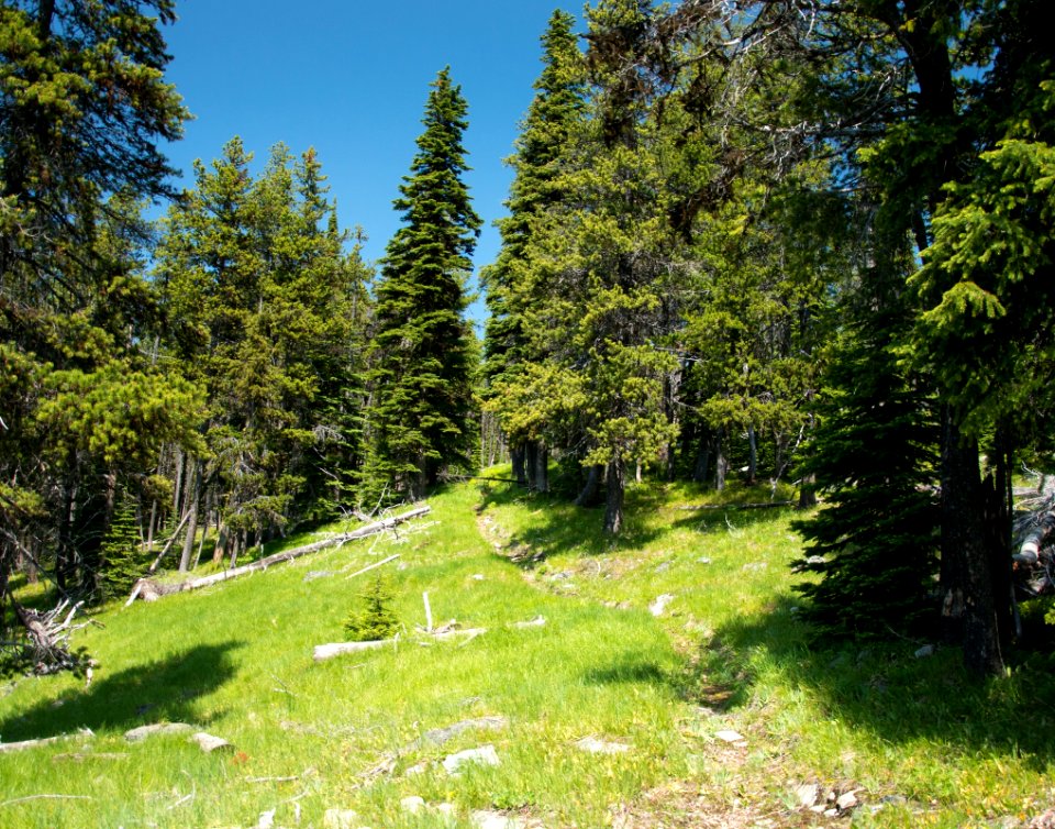 The Pacific Northwest Trail on the south side of Thirsty Mountain