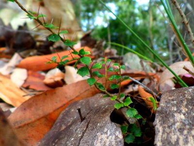 Tiny spikes photo