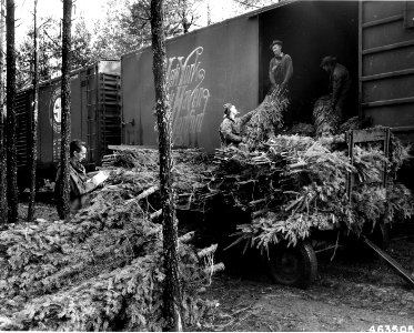 463505 Loading Christmas Trees, Shelton, Olympic NF, WA 1950 photo