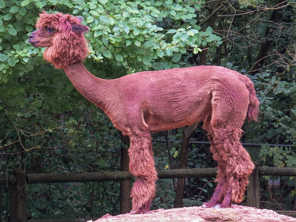 South america lama peru