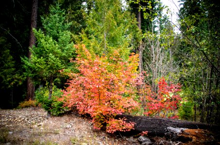 Fall Color at Big Bottom-Mt Hood photo
