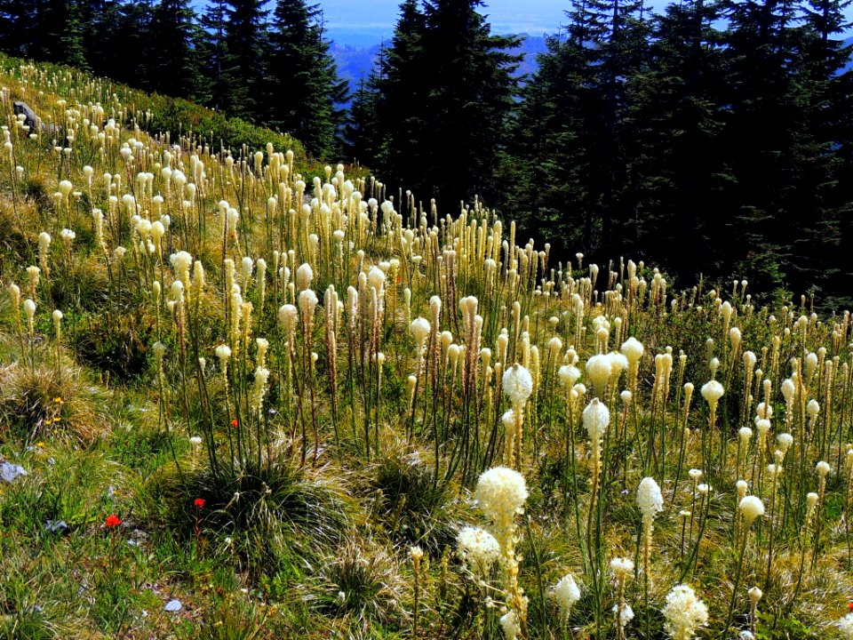Field of Beargrass-Gifford Pinchot