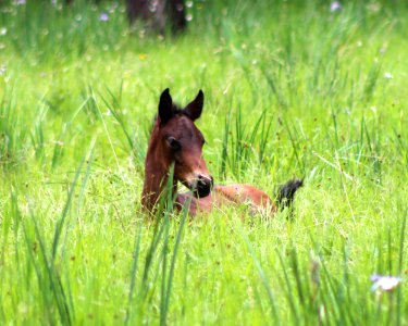 WILD HORSE YEARLING IN FIELD LOOKOUT MOUNTAIN HERD-OCHOCO