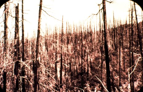433926 Beaver Cr. Fire, Umpqua NF 1943