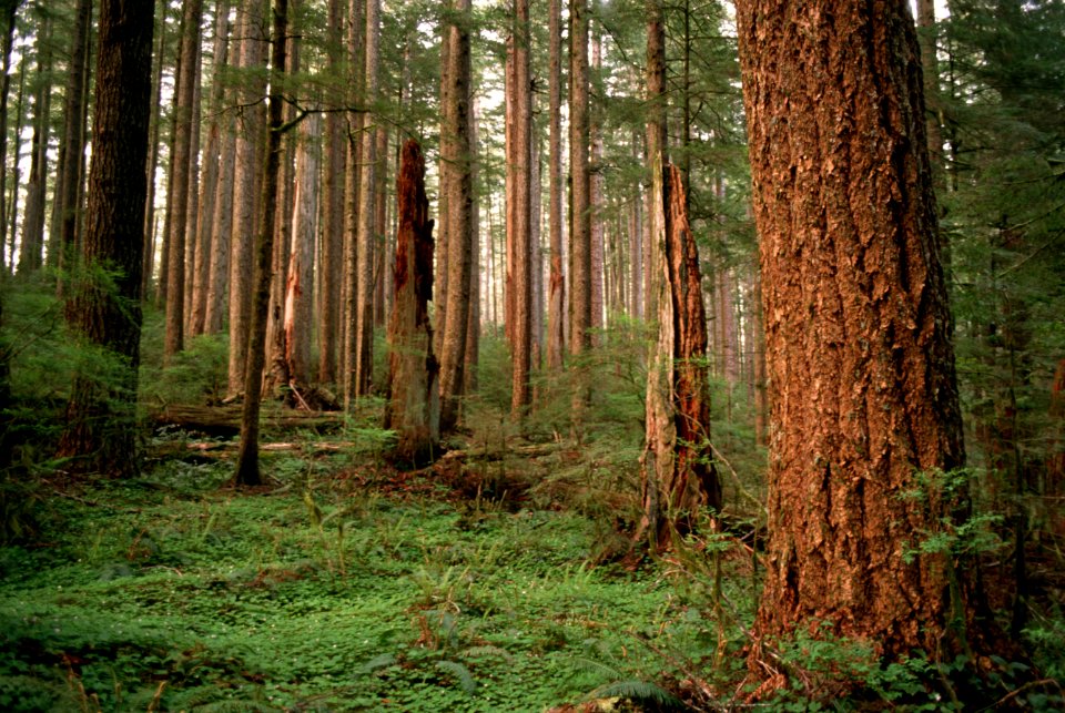 Siuslaw National Forest, old growth fir forest.jpg