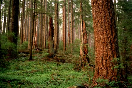 Siuslaw National Forest, old growth fir forest.jpg