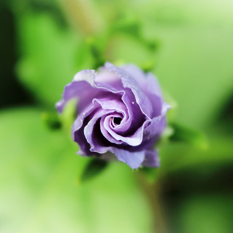 Bloom nature purple flower