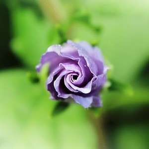 Bloom nature purple flower photo