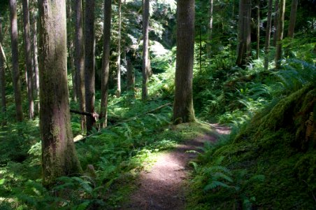 The Pacific Northwest Trail in the Mt. Baker National Forest photo