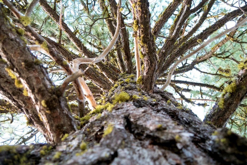 Lodgepole Pine Detail-Fremont Winema