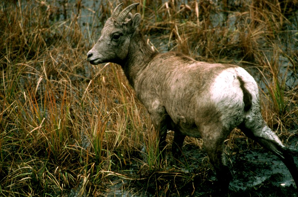 Mountain goats, wildlife.jpg