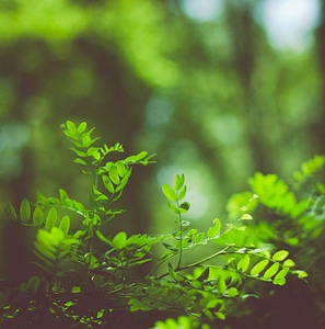 Summer leaves bright