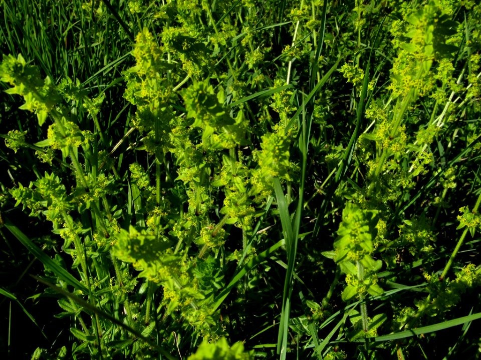 Gaillet croisette (Cruciata laevipes)