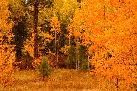 Fremont-Winema NF Fall color at Rocky Point photo