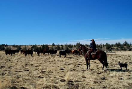 RANCHER LOOKS OVER CATTLE HERD-CROOKED RIVER NATIONAL GRASSLAND photo