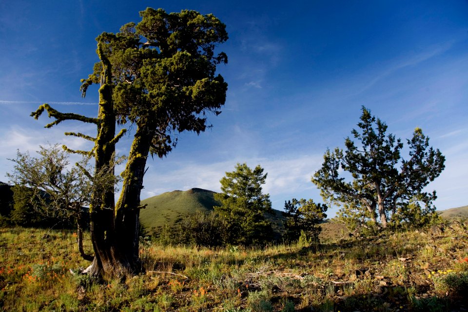 Fields Peak and Bristlecone Pines-Malheur