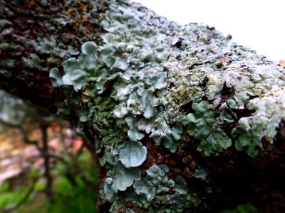 Fascinating lichen