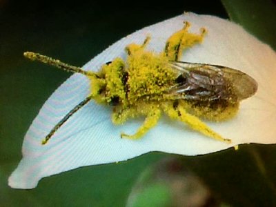 Bee on a Trillium by Ron Goodwin