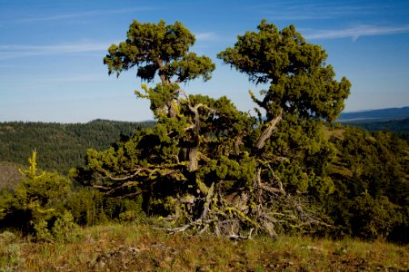 Bristlecone Pine on Fields Park Trail-Malheur photo