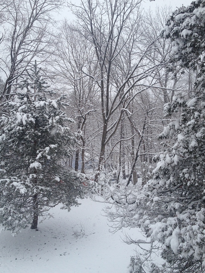 Christmas cold landscape