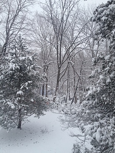 Christmas cold landscape