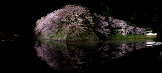 Cherry trees of moat at evening