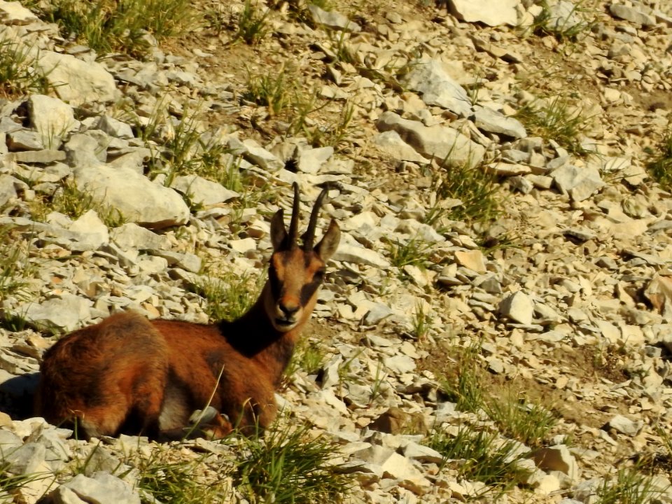 Chamois  :  farniente