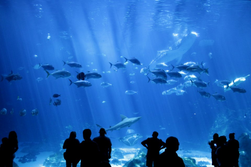 Whale shark feeding time