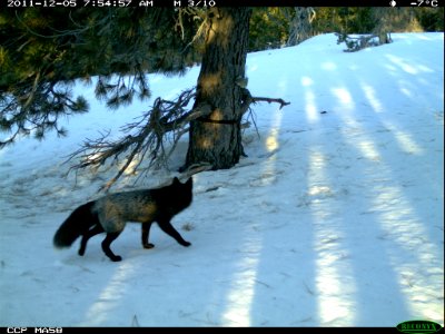 A Fox Darts into the Critter Cam's View-Unknown photo