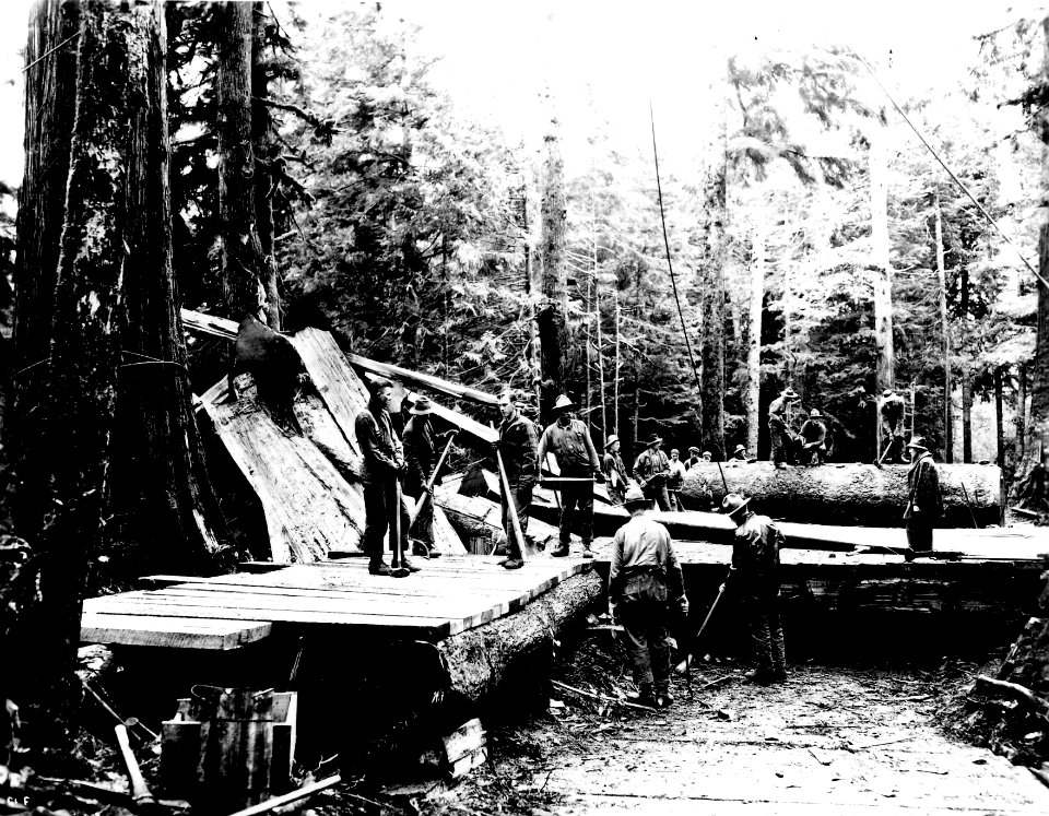 8688 Douglas-fir Cut Into Firewood