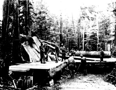 8688 Douglas-fir Cut Into Firewood