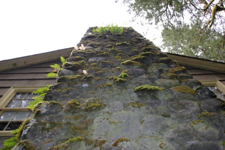 Moss and Ferns on Chimney, Mt Hood National Forest